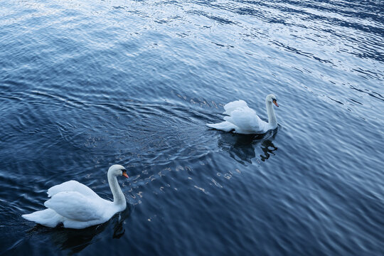 Two graceful white swans swimming together on deep blue water. Elegant pair of mute swans floating on calm lake surface. Swans on lake.