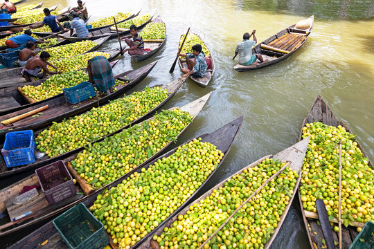Barishal, Bangladesh - 12 August 2022: View of the floating guava market with farmers in wooden boats harvesting and sorting fresh green guavas on the river.