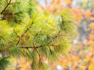 Cedar branches with long fluffy needles with a beautiful blurry background. © Dmitrii Potashkin
