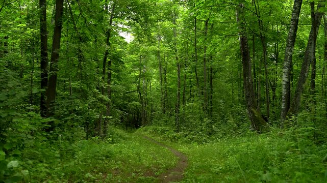 Winding Trail Through a Lush Green Deciduous Forest