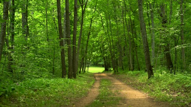 Sunlit Forest Road Leading Toward a Green Clearing