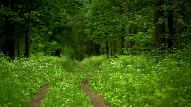 Overgrown Forest Track Surrounded by Green Plants and Wildflowers