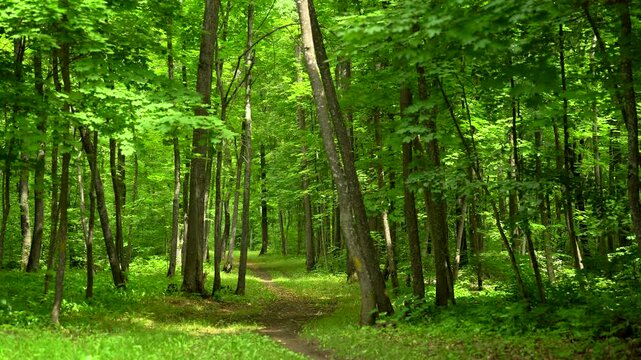 Peaceful Walking Path Through a Lush Green Forest
