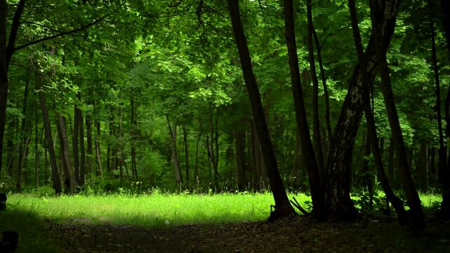 Sunlit Green Clearing in a Dense Summer Forest