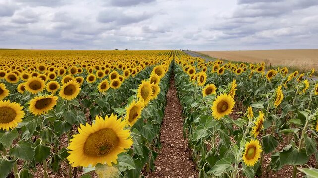 Rows of blooming yellow sunflowers extend along a field toward the horizon, with a dirt path between the crops and a cloudy rural sky above