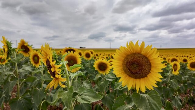 Rows of mature sunflowers fill an expansive agricultural field beneath a cloudy sky, with yellow flower heads and green foliage stretching toward the distant horizon in slow motion