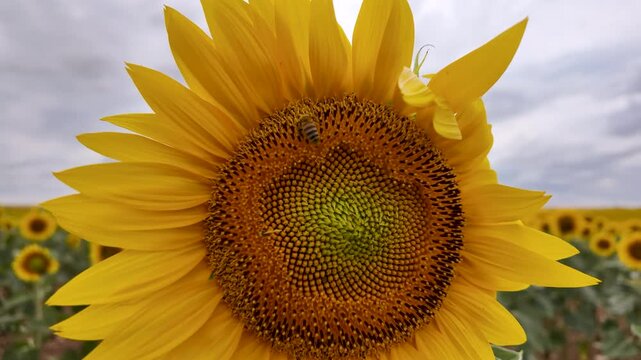 A bee moves across the center of a large yellow sunflower while more sunflowers fill the field behind, with soft clouds in the background in slow motion