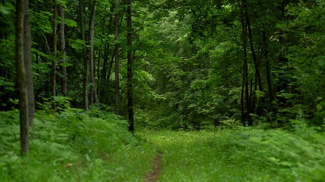Surrounded by Ferns in a Green Forest