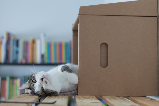 Cute domestic cat (Felis catus) lying upside down on a wooden shelf beside a cardboard box