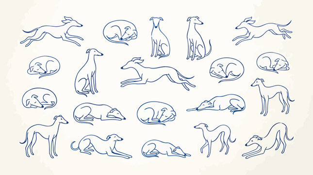 Set of greyhound dog poses in line art style