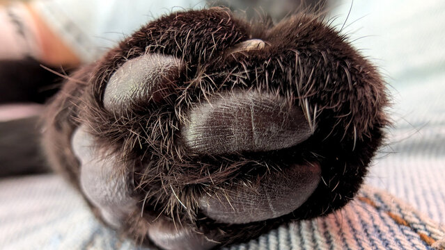 Close-up of black cat paw pads and extended claws. 
