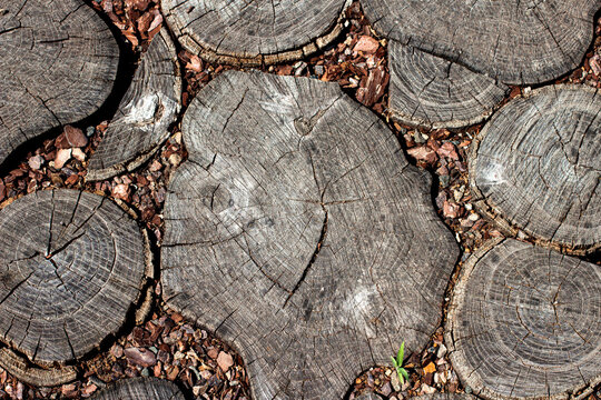 Wood slices background. End grain slabs backdrop. Weathered timber sections. Natural stump rounds texture. Rustic plank pattern. Cracked wood disks surface. Grey tree rings pattern. Garden path wood