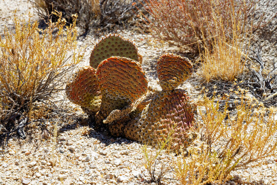Resilient Beavertail Cactus in Sunny Desert Landscape
