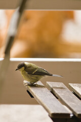 Eurasian blue tit perched on a wooden bench in a garden with a soft warm background © Pavol