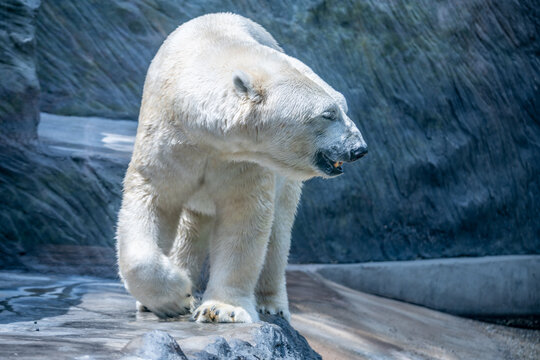 A polar bear moves slowly across a rocky area. The background shows rugged terrain typical of its cold habitat. The scene captures the bear's natural behavior and environment.