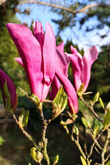 Pink magnolia blossoms on spring branch with fresh green leaves and soft blurred garden background in bright sunlight, close up floral portrait with vivid color and natural outdoor beauty © Ivan