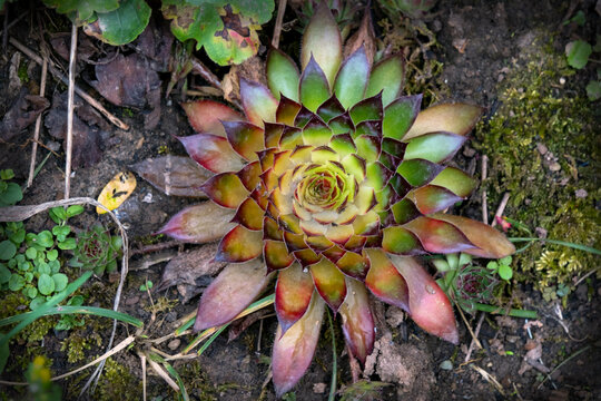 Sempervivum, liveforever and hen and chicks family Crassulaceae