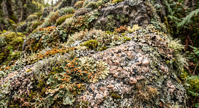 Weathered granite boulder covered in moss and lichen providing natural copy space in a forest