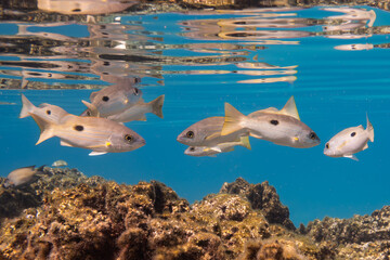 underwater footage showcasing a beautiful Blackspot Snapper Lutjanus fulviflamma gracefully swimming amidst a thriving and colorful coral reef ecosystem in clear tropical waters. © gennaro