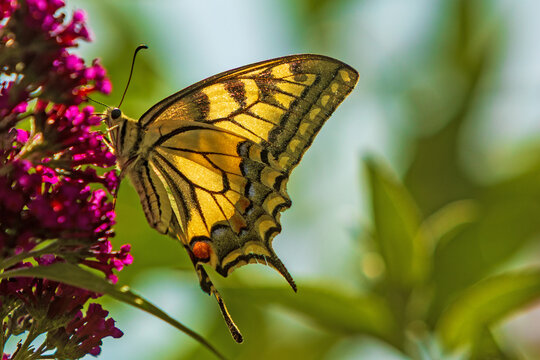 Schwalbenschwanz - Schmetterling - Allg&auml;u - Falter