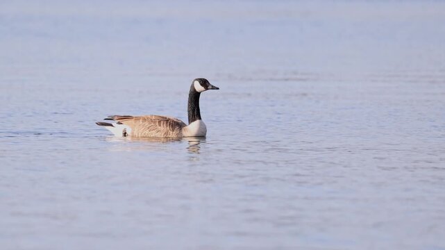 Canada Goose (Branta canadensis) swims and bobs quietly through smooth, quiet water. Still blue surface of lake, visited by all manner of wildlife and waterfowl. A stopover for migratory birds