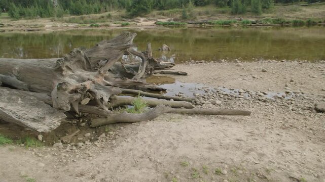 Footage of a fallen tree on the shoreline of the Grose River in the Yarramundi Reserve surrounded by bushland in the Hawkesbury region of New South Wales, Australia