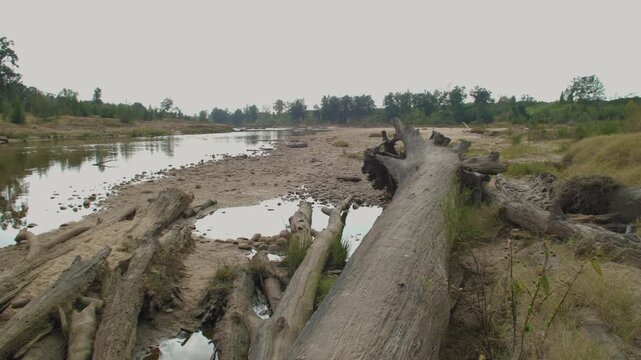 Footage of a fallen tree on the shoreline of the Grose River in the Yarramundi Reserve surrounded by bushland in the Hawkesbury region of New South Wales, Australia