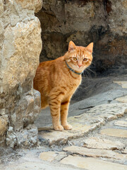 Ginger Tabby Cat Standing On Cobblestone Street © lucielang