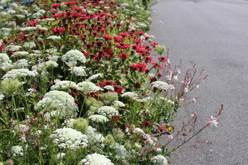 Red echinacea (coneflower) and bishop's flowers bloom along the walkway   © octobersun