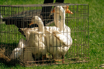 Several white geese are confined inside a rusty wire mesh metal cage standing on green grass outdoors on a farm. © Dmitry