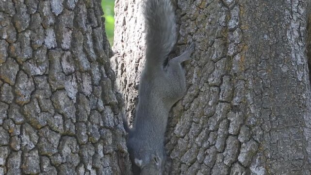 Juvenile western gray squirrels (Sciurus griseus) wrestle and tumble in a California black oak, Lassen County, California.