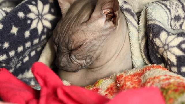 A cat resting under a blanket on a sofa