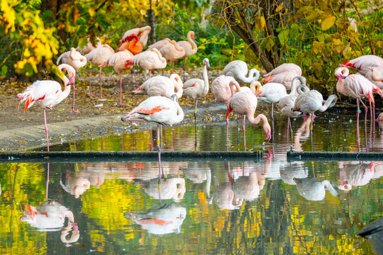 Flamingos gracefully feed and rest in a serene pond surrounded by vibrant autumn foliage, creating a tranquil scene nature photography and editorial use cases period period period.