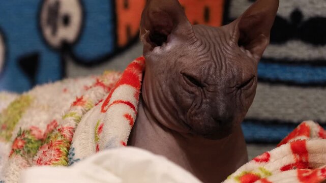 A hairless cat is wrapped in a cozy blanket, perfect for a winter's night