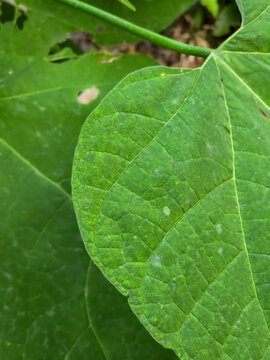 Close-up view of green plant leaf showing natural vein texture
