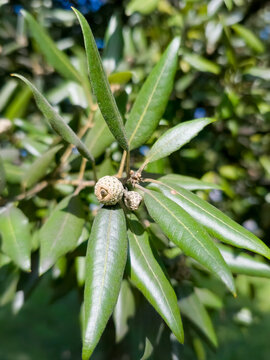 Oak branch with green leaves and small young acorn growing in sunlight