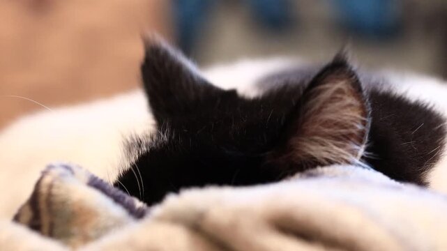 A black and white cat is laying on top of a cozy blanket