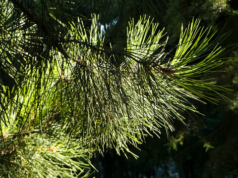 Pine tree branch with green needles illuminated by bright sunlight