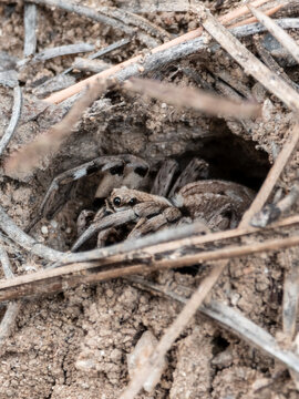 Wolf spider hiding inside soil burrow macro photograph