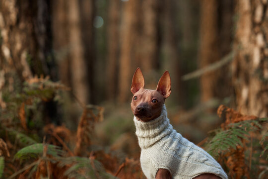 American Hairless Terrier wears a knitted sweater while sitting among forest foliage. Warm clothing protects the bare-skinned pet during chilly autumn walks and seasonal outdoor adventures.