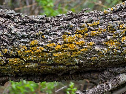 Yellow and grey lichen growing on rough tree bark in nature