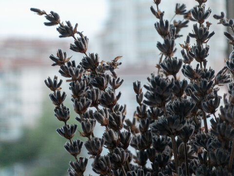 Dried lavender bouquet indoors near window with blurred background