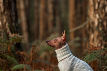 Fototapeta premium American Hairless Terrier looks sideways while wearing a warm striped sweater. Autumn forest surroundings create a cozy portrait about seasonal pet clothing and protection from cool weather.