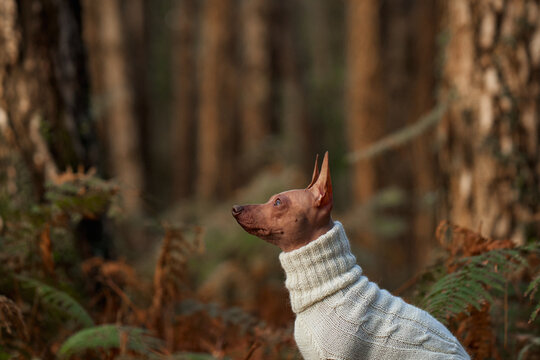 American Hairless Terrier looks sideways while wearing a warm striped sweater. Autumn forest surroundings create a cozy portrait about seasonal pet clothing and protection from cool weather.