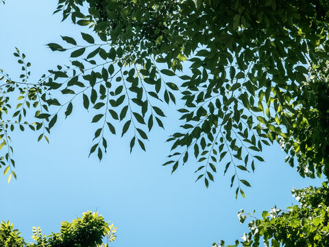 Green tree leaves against clear blue sky