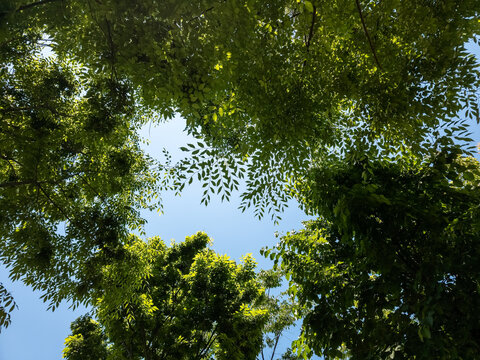 Lush green tree canopy framed against clear blue sky