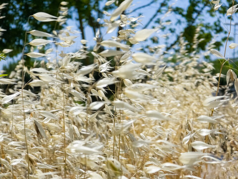 Wild Oat Grass Seed Heads Swaying in Summer Breeze