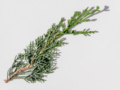 Green evergreen sprig resting on plain white surface with directional shadow