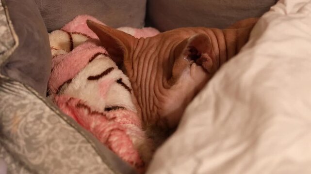 A hairless cat is sleeping on a couch, a great shot for pet or animal themed designs