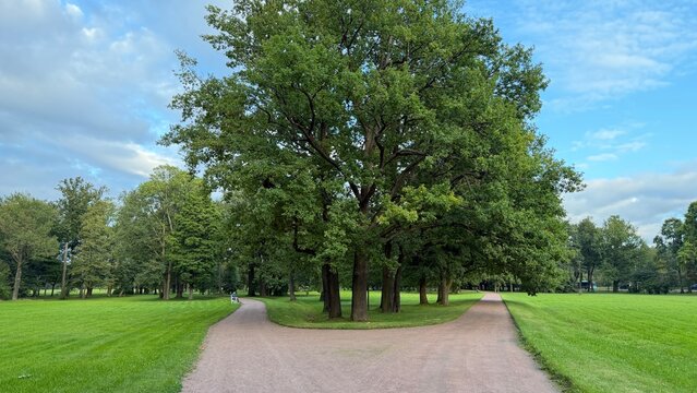 Fork in a gravel path wrapping around a large green oak tree in a park. Lush summer lawn, distant bench, and partly cloudy blue sky.